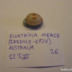 Collezionismo di molluschi: CARACOL SNAIL ELLATRIVIA MERCE. AUSTRALIA.. Lote 338925488