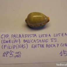 Collezionismo di molluschi: CARACOL SNAIL CYPREA PALMADUSTA LUTEA LUTEA. FILIPINAS.. Lote 338927163