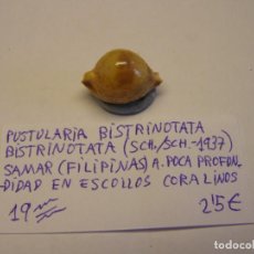 Collezionismo di molluschi: CARACOL SNAIL PUSTULARIA BISTRINOTATA BISTRINOTATA. FILIPINAS.. Lote 338928003