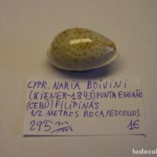 Collezionismo di molluschi: CARACOL SNAIL CYPRAEA NARIA BOIVINI. FILIPINAS.. Lote 338949458