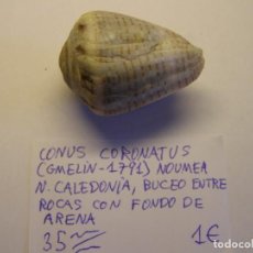 Collezionismo di molluschi: CARACOL SNAIL CONUS CORONATUS. NUEVA CALEDONIA.. Lote 338951283