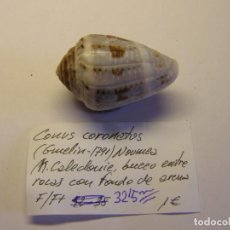 Collezionismo di molluschi: CARACOL SNAIL CONUS CORONATUS. NUEVA CALEDONIA.. Lote 338951398