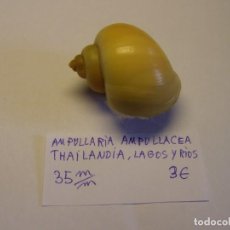 Collezionismo di molluschi: CARACOL SNAIL AMPULLARIA AMPULLACEA. THAILANDIA. Lote 338953123