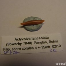 Collezionismo di molluschi: CARACOL SNAIL ACLYVOLVA LANCEOLATA. FILIPINAS.. Lote 339056578