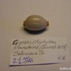 Collezionismo di molluschi: CARACOL SNAIL CYPRAEA STAPHYLAEA. ISLAS SALOMÓN.. Lote 339057028