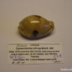 Collezionismo di molluschi: CARACOL SNAIL CYPRAEA NEBRITES OBLONGA. MAR ROJO.. Lote 339060608