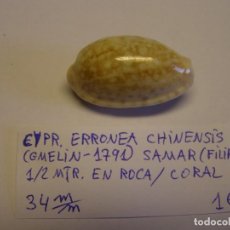 Collezionismo di molluschi: CARACOL SNAIL CYPRAEA ERRONEA CHINENSIS. FILIPINAS.. Lote 339094628