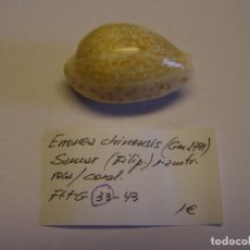 Collezionismo di molluschi: CARACOL SNAIL CYPRAEA ERRONEA CHINENSIS. FILIPINAS.. Lote 339094908
