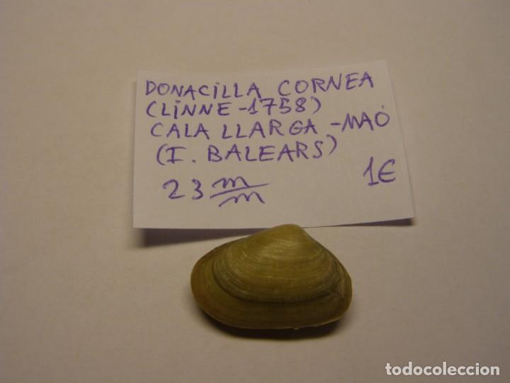 Coleccionismo de moluscos: Shell donacilla cornea, Ma&oacute;, Islas Baleares. - Foto 1