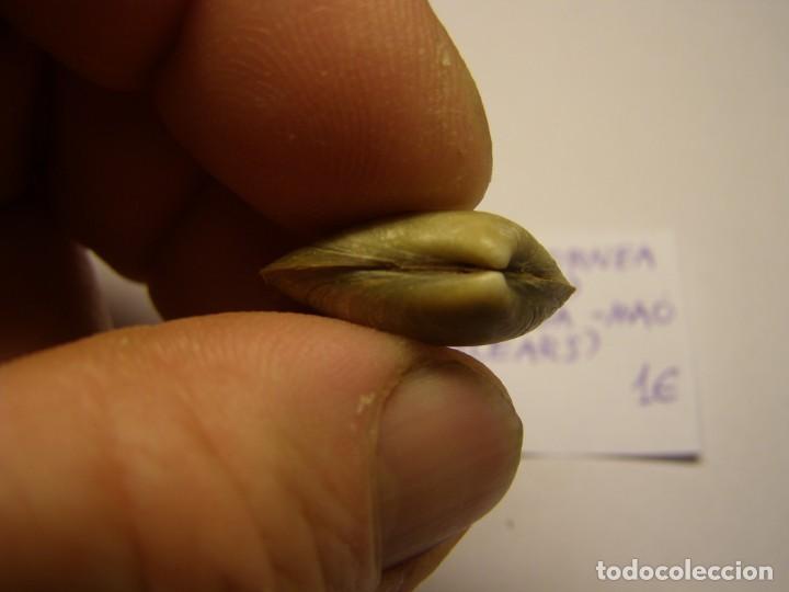 Coleccionismo de moluscos: Shell donacilla cornea, Ma&oacute;, Islas Baleares. - Foto 2
