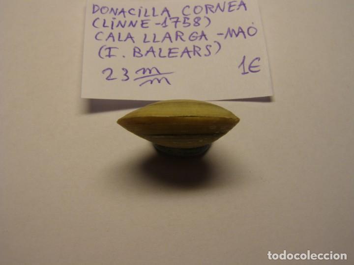 Coleccionismo de moluscos: Shell donacilla cornea, Ma&oacute;, Islas Baleares. - Foto 3