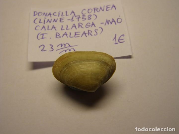 Coleccionismo de moluscos: Shell donacilla cornea, Ma&oacute;, Islas Baleares. - Foto 4