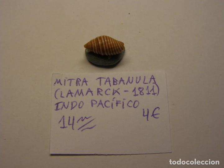 Coleccionismo de moluscos: Caracol snail shell mitra tabanula. Indo Pac&iacute;fico. - Foto 1