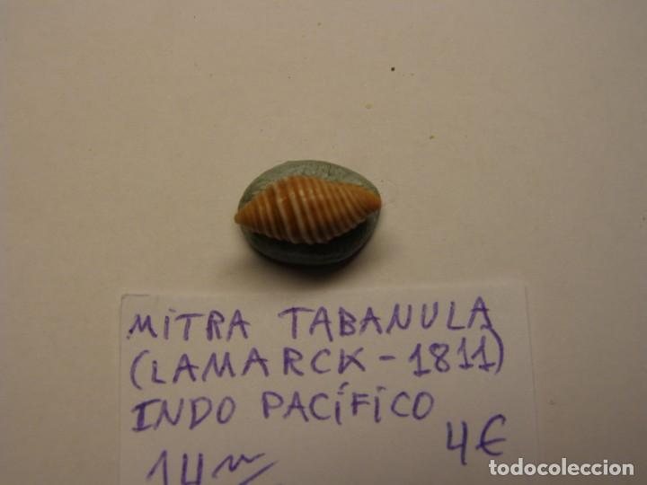 Coleccionismo de moluscos: Caracol snail shell mitra tabanula. Indo Pac&iacute;fico. - Foto 2