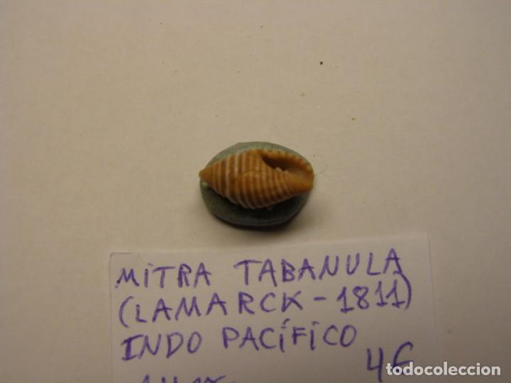 Coleccionismo de moluscos: Caracol snail shell mitra tabanula. Indo Pac&iacute;fico. - Foto 3
