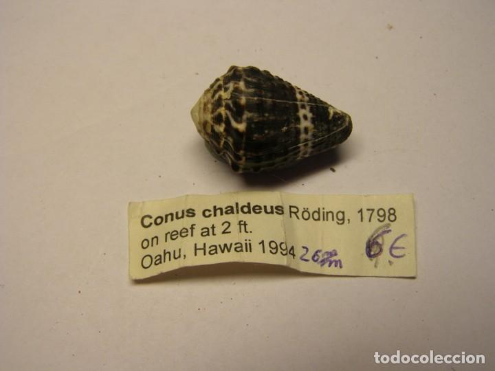 Coleccionismo de moluscos: Caracol snail shell conus chaldeus. Hawaii. - Foto 1