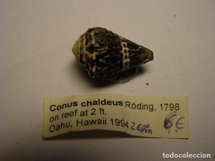 Coleccionismo de moluscos: Caracol snail shell conus chaldeus. Hawaii. - Foto 2