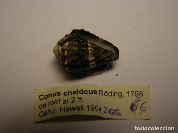 Coleccionismo de moluscos: Caracol snail shell conus chaldeus. Hawaii. - Foto 3