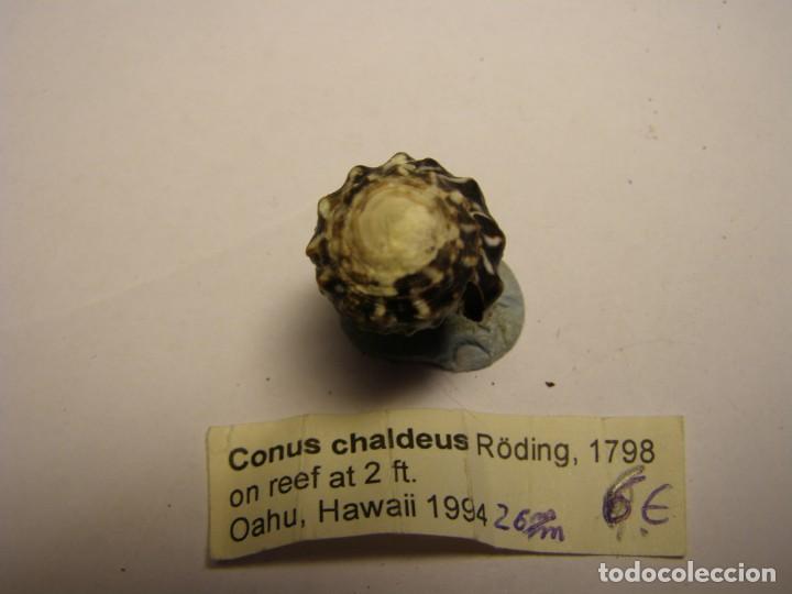 Coleccionismo de moluscos: Caracol snail shell conus chaldeus. Hawaii. - Foto 4