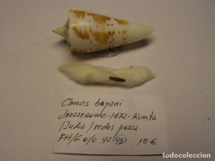 Coleccionismo de moluscos: Caracol snail shell conus bayani. India. - Foto 1