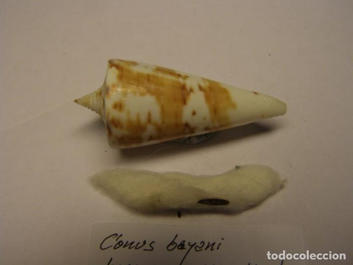 Coleccionismo de moluscos: Caracol snail shell conus bayani. India. - Foto 2