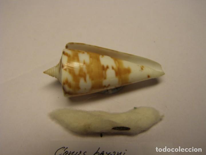 Coleccionismo de moluscos: Caracol snail shell conus bayani. India. - Foto 3