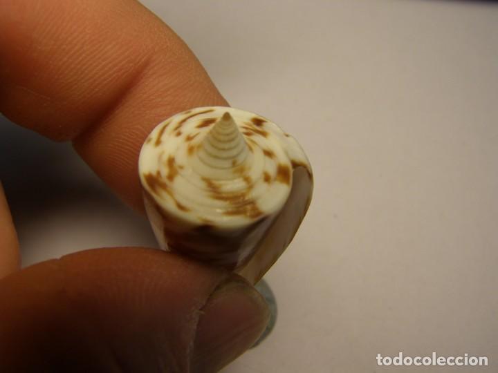 Coleccionismo de moluscos: Caracol snail shell conus bayani. India. - Foto 4
