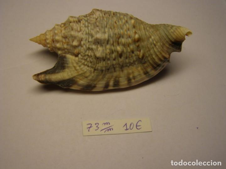 Coleccionismo de moluscos: Caracol snail shell euprotomus aratus. Australia. - Foto 1
