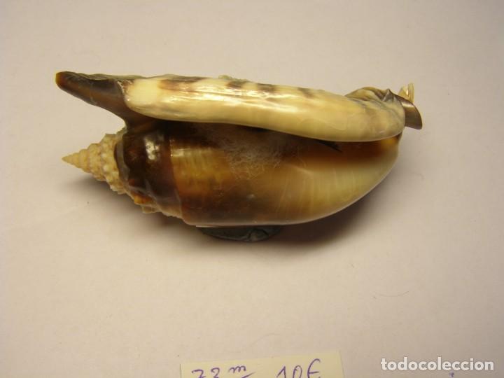 Coleccionismo de moluscos: Caracol snail shell euprotomus aratus. Australia. - Foto 2