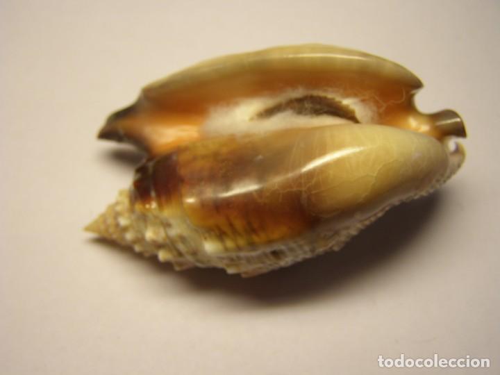 Coleccionismo de moluscos: Caracol snail shell euprotomus aratus. Australia. - Foto 3