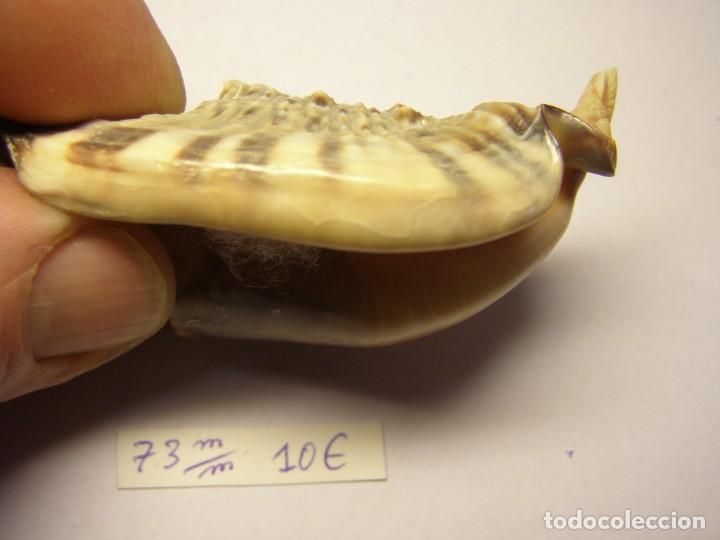 Coleccionismo de moluscos: Caracol snail shell euprotomus aratus. Australia. - Foto 4