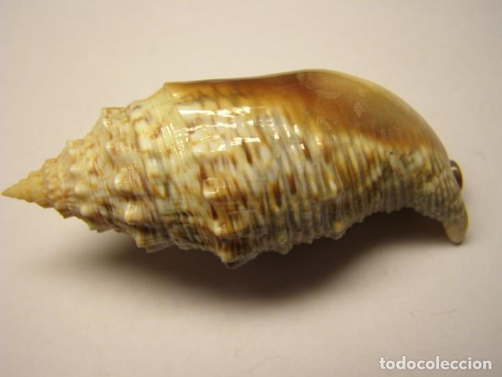 Coleccionismo de moluscos: Caracol snail shell euprotomus aratus. Australia. - Foto 5
