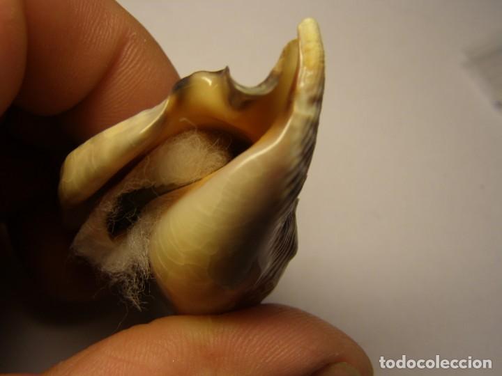 Coleccionismo de moluscos: Caracol snail shell euprotomus aratus. Australia. - Foto 6