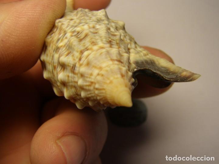 Coleccionismo de moluscos: Caracol snail shell euprotomus aratus. Australia. - Foto 7