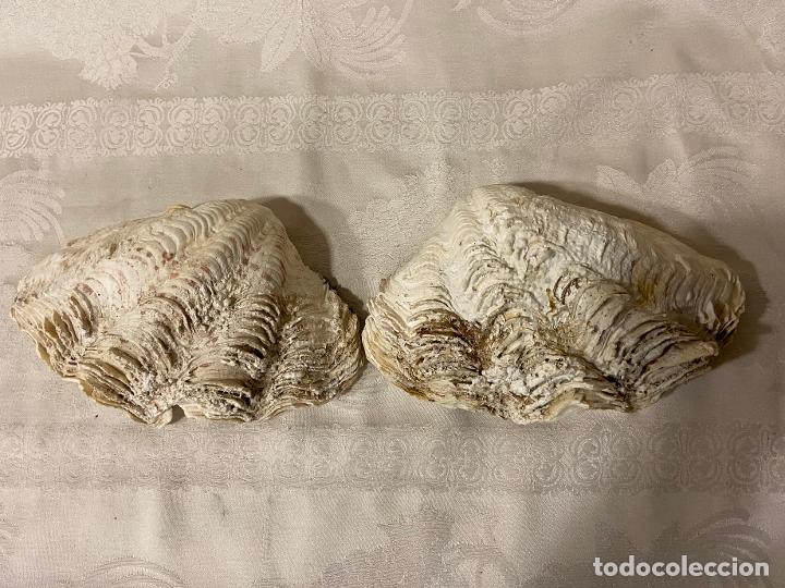 Coleccionismo de moluscos: C.49-Tridacna completa 21 cm&hellip;&hellip; - Foto 1