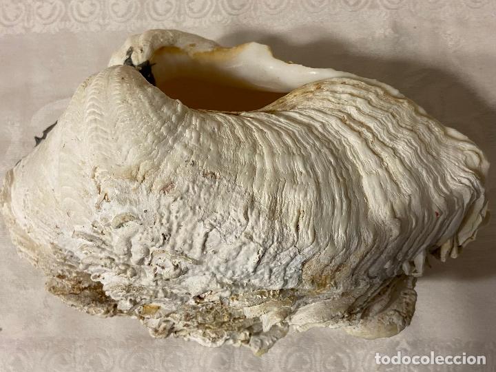 Coleccionismo de moluscos: C.49-Tridacna completa 21 cm&hellip;&hellip; - Foto 3