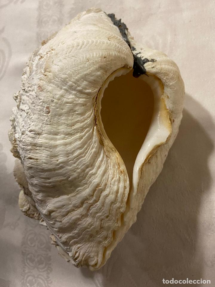 Coleccionismo de moluscos: C.49-Tridacna completa 21 cm&hellip;&hellip; - Foto 4
