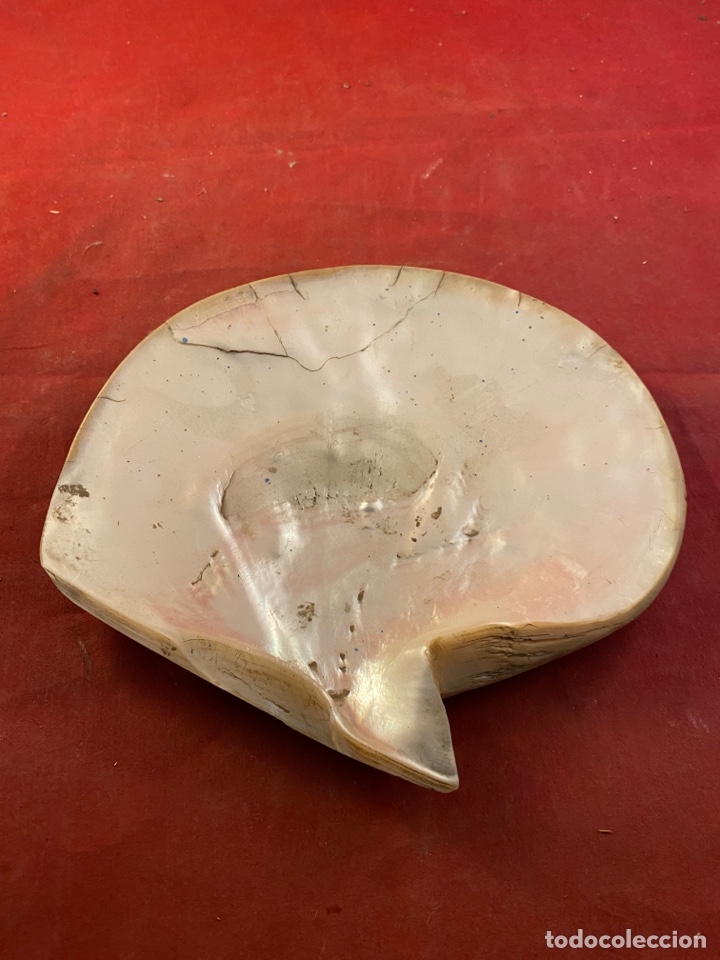 Coleccionismo de moluscos: Concha de n&aacute;car. Perfecta para pintar - Foto 1