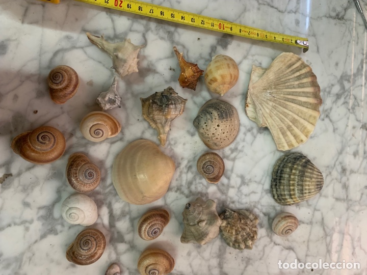 Coleccionismo de moluscos: Antigua colecci&oacute;n de conchas y caracolas - Foto 1