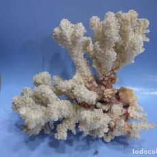 Coleccionismo de moluscos: CORAL BLANCO 2 TROZOS. Lote 356091430