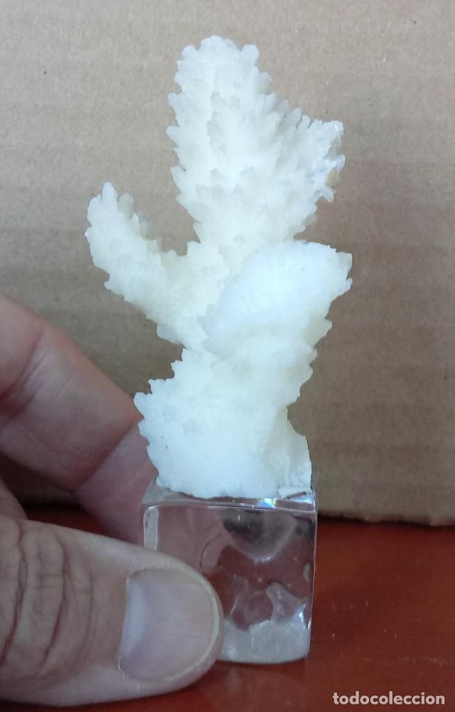 Coleccionismo de moluscos: FRAGMENTO DE CORAL BLANCO. 7cm. - Foto 1