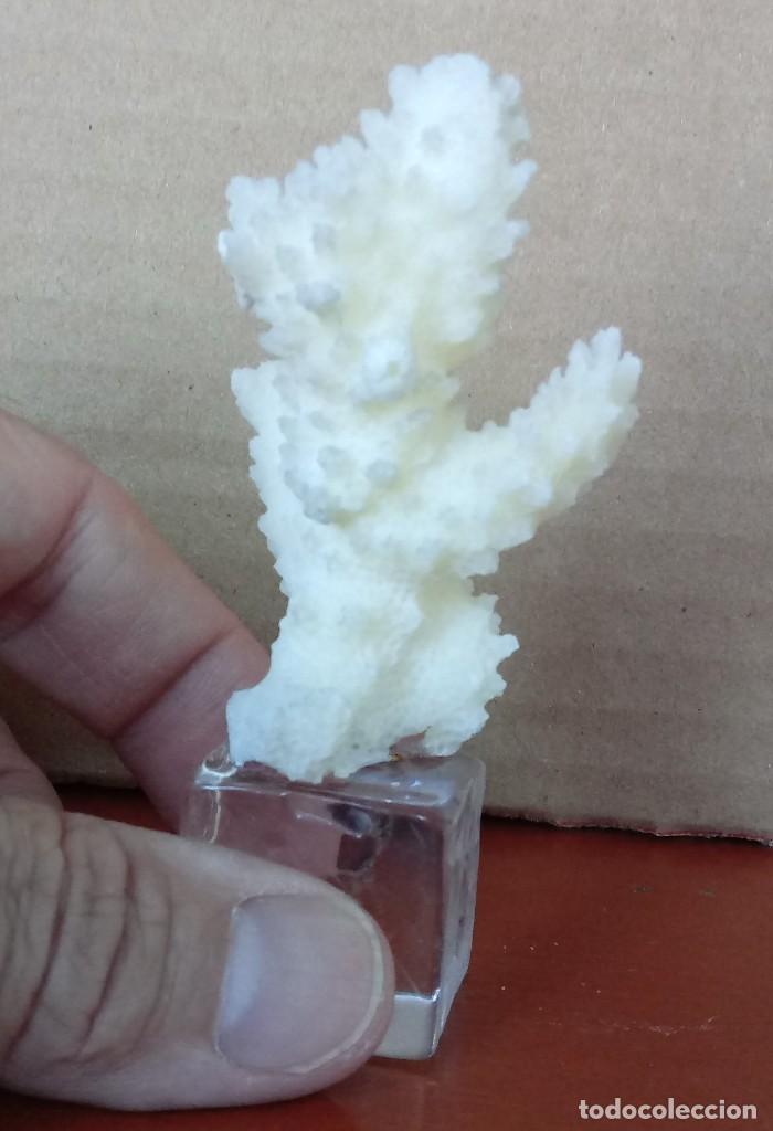 Coleccionismo de moluscos: FRAGMENTO DE CORAL BLANCO. 7cm. - Foto 2