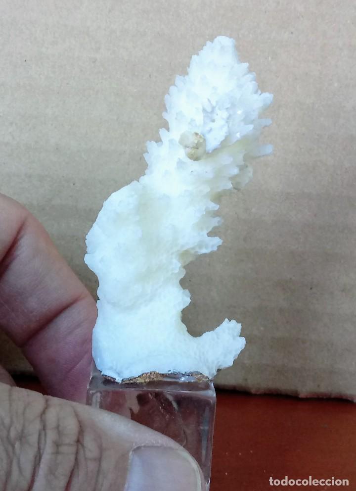 Coleccionismo de moluscos: FRAGMENTO DE CORAL BLANCO. 7cm. - Foto 3
