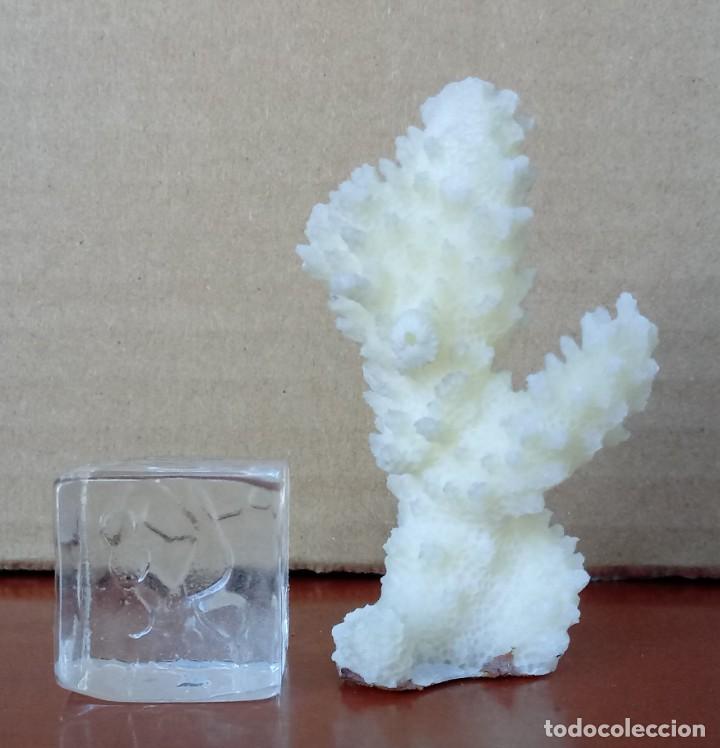 Coleccionismo de moluscos: FRAGMENTO DE CORAL BLANCO. 7cm. - Foto 4