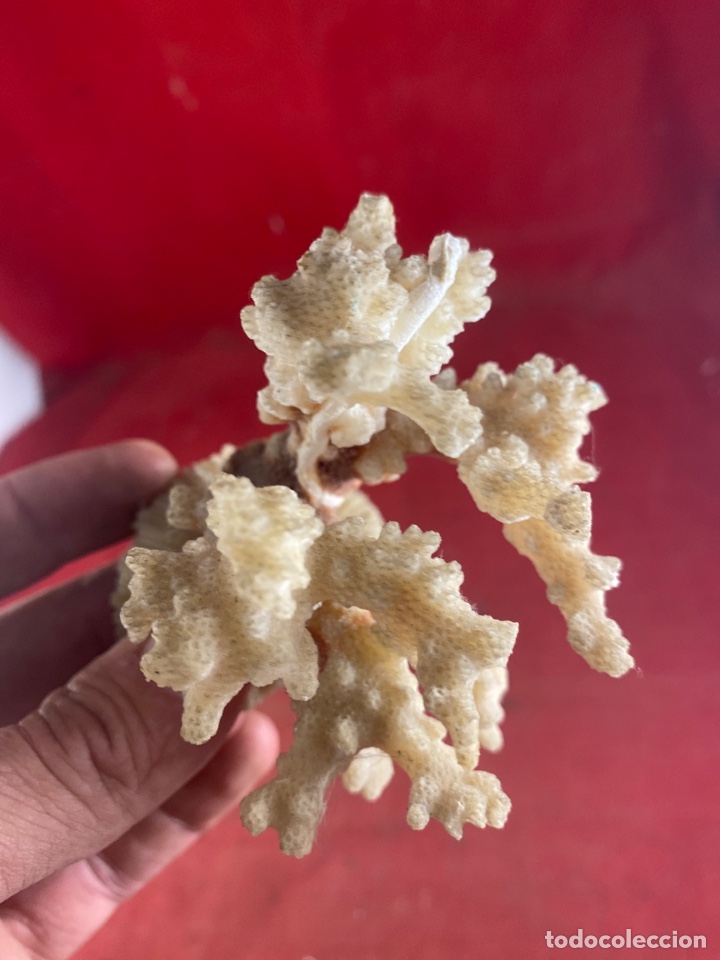 Coleccionismo de moluscos: CORAL CON BASE - Foto 2