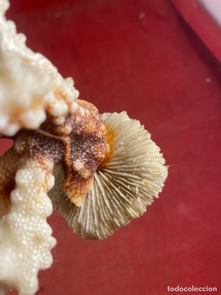 Coleccionismo de moluscos: CORAL CON BASE - Foto 3