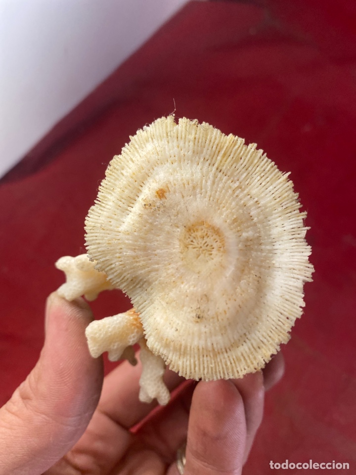 Coleccionismo de moluscos: CORAL CON BASE - Foto 4