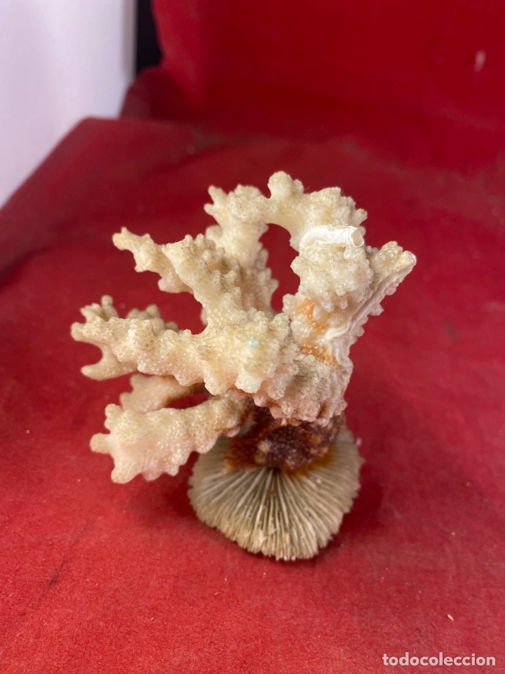 Coleccionismo de moluscos: CORAL CON BASE - Foto 5