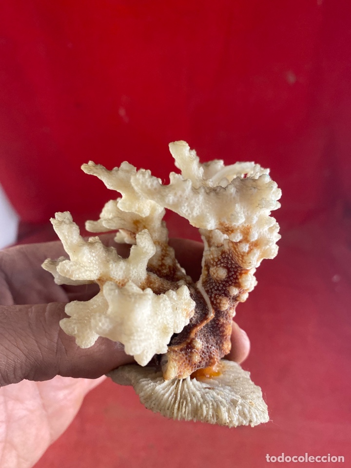 Coleccionismo de moluscos: CORAL CON BASE - Foto 1