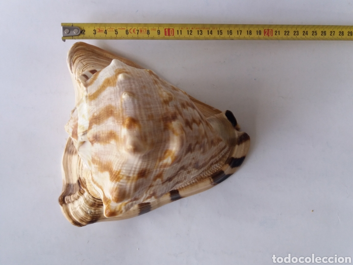 Coleccionismo de moluscos: Gran caracola de mar Cassis Cornuta - Foto 4